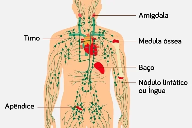 Sistema linfático: Funções e importância