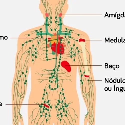 Sistema linfático: Funções e importância